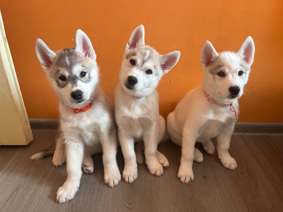 Бебета порода сибирско хъски –  за резервации