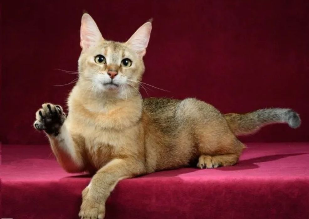 Чаузи F 1. Поможем с доставкой в другие города