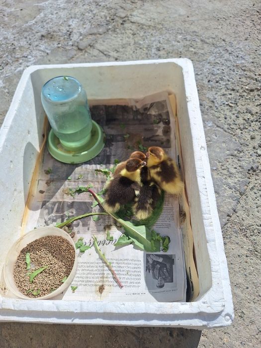 Утки, индоутки, утята