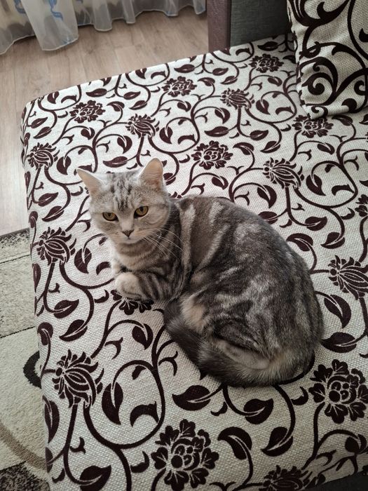 Британка Отдам просто так