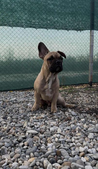 Bulldog Francez Masculi