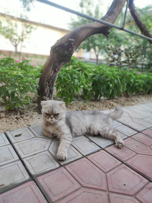 Scottish fold sotiladi