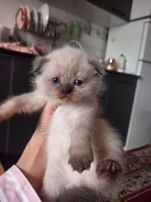 Mushukchalar sotiladi