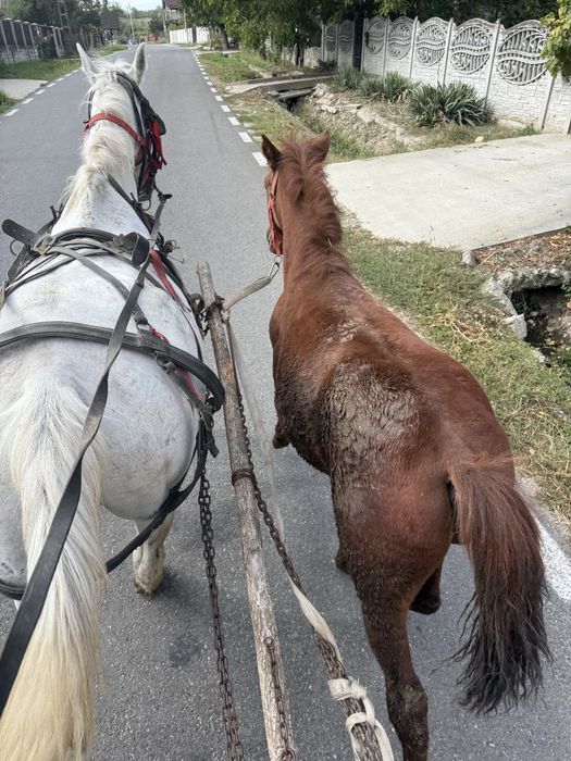 Vand carlana de 6 luni