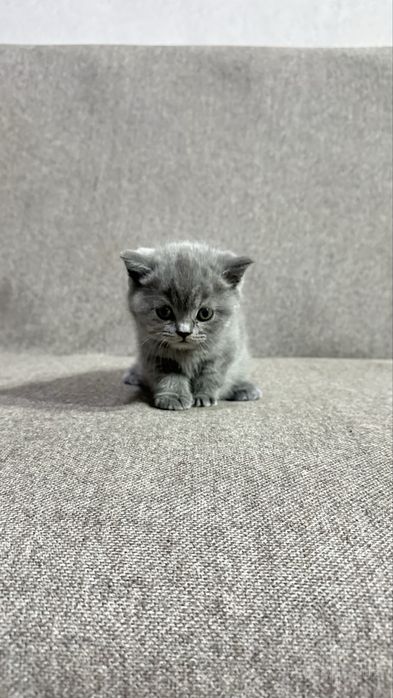 Продаються котята британские длинашорстные