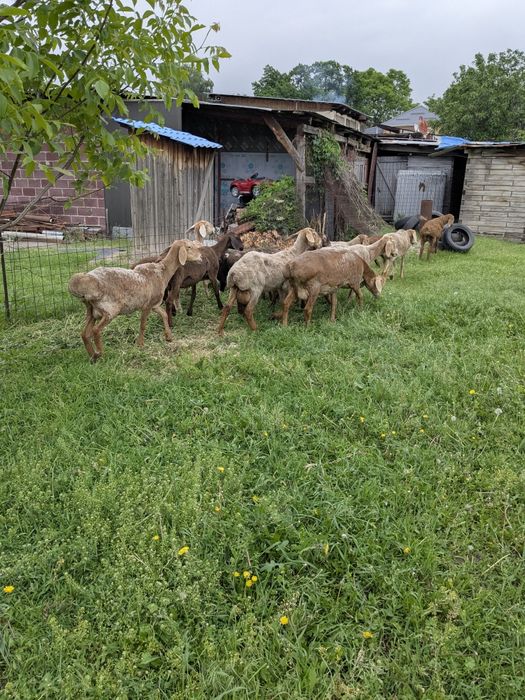 Арашан матки с ягнятами