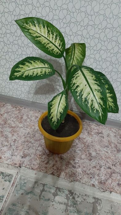 Комнатные цветы от 1500