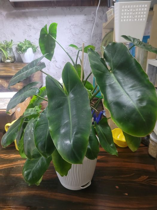 Филодендрон продам