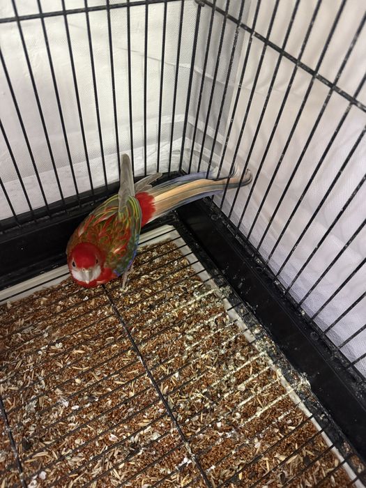 Продам попугая породы розелла.