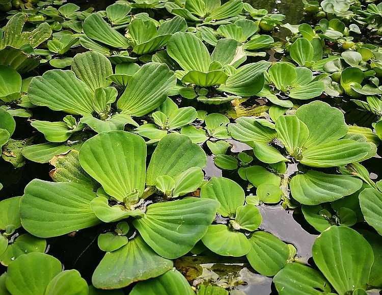 vand set de 15 zambile de apa sau salate de de apa - Pistia