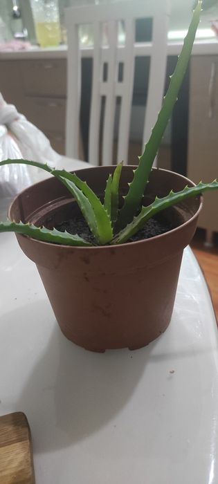 Цветок алоэ, лечебный