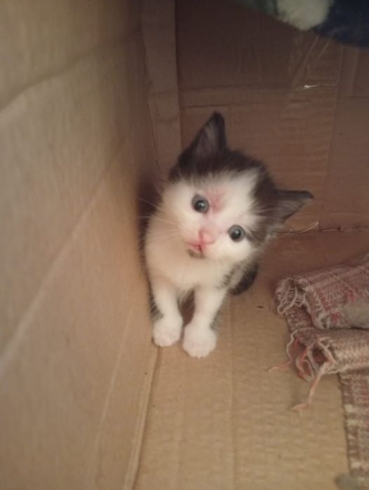 Отдам котят в добрые руки