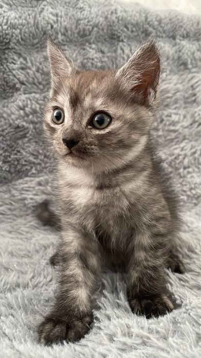Котенок мальчик ищет себе дом