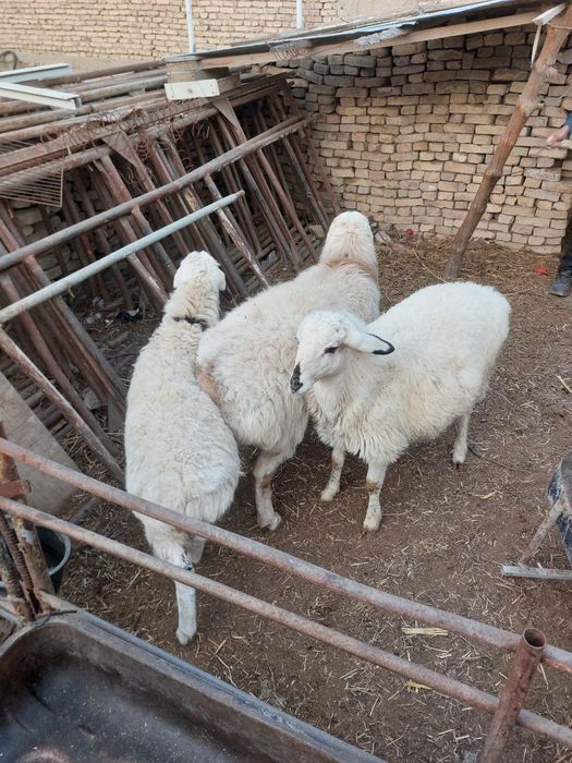 Кора кулок куй сотувда