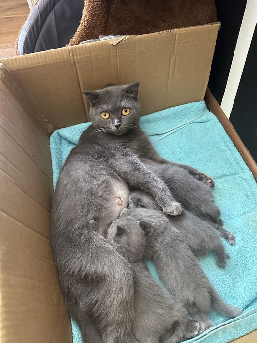 Котик скотиш страйк