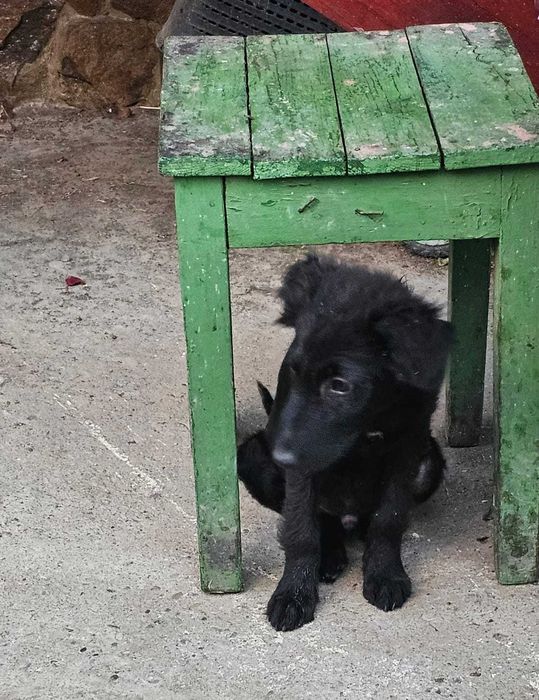 Pui de cățel își caută familei adoptiva