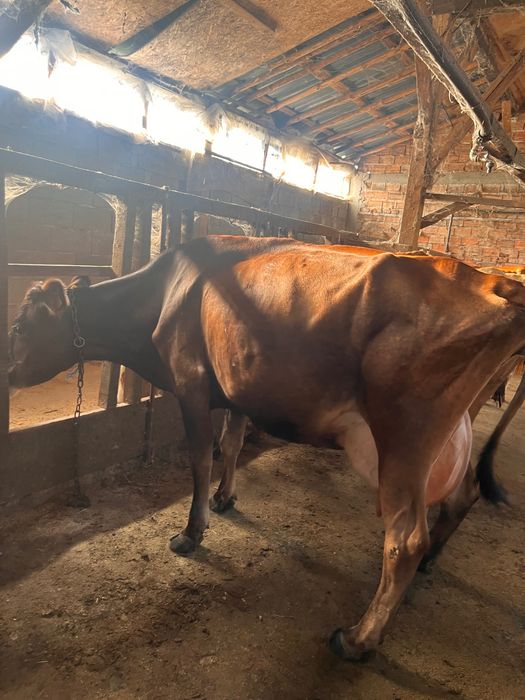 Продавам Крави  3 броя