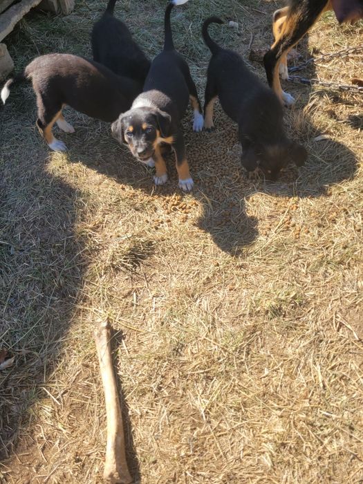 Donez Metiși de Copoi cu terrier