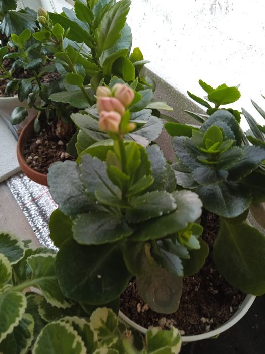 Продам каланхоэ махровый розовый