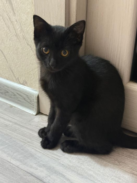 Mushuk bolasi beriladi