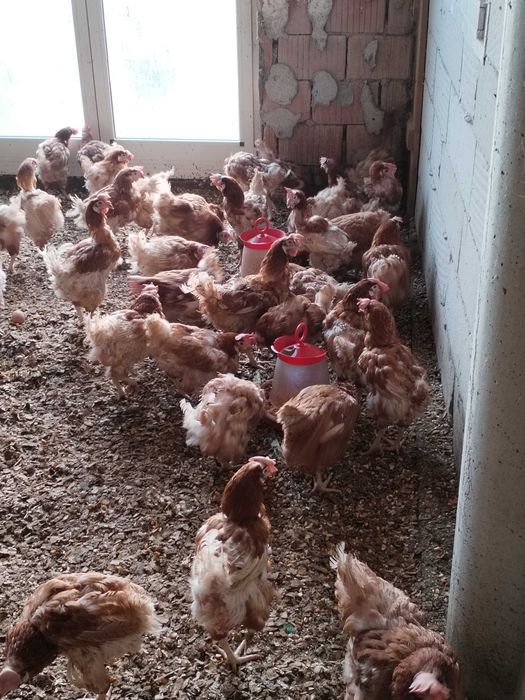 Gaini outoare 80-90% procentaj