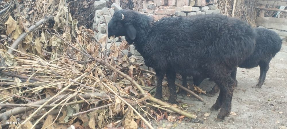 Қўчқор сотилади соғлом