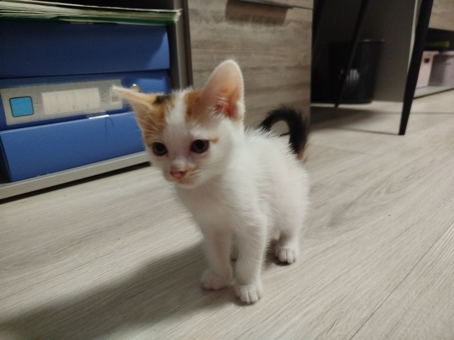 Трёхцветные котята в добрые руки