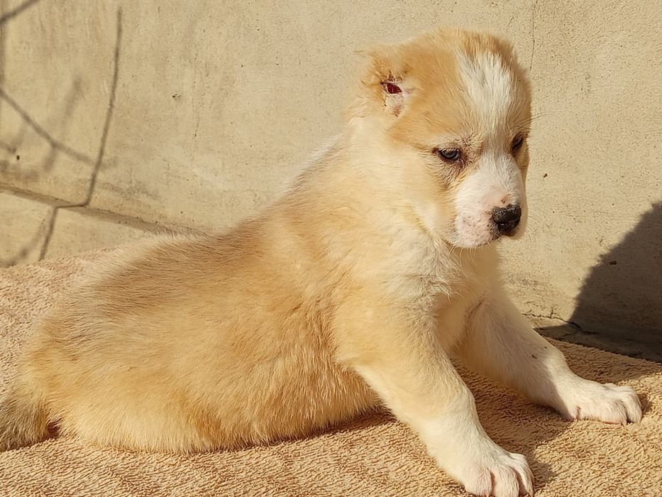 Шикарные щенки САО АЛАБАЙ