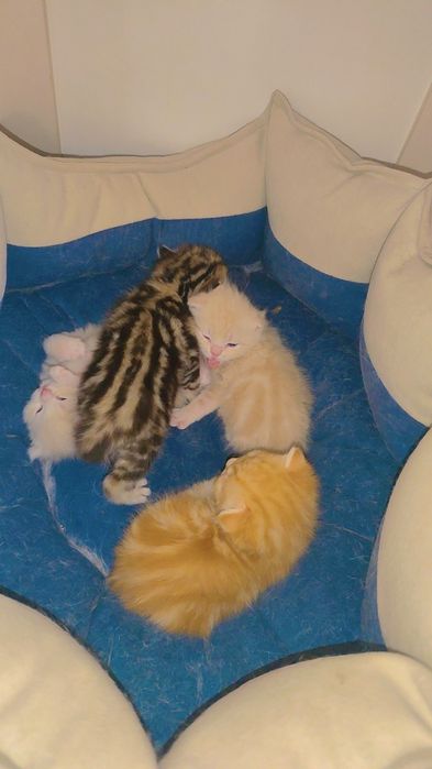 BRON. Skotish fold skotish straight britan