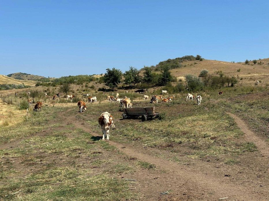Vaci baltata romaneasca