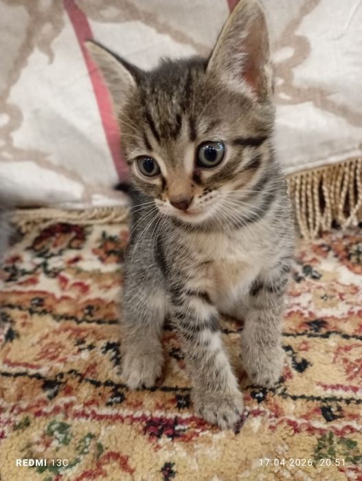 Отдам котят в любящие руки