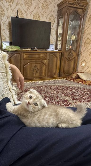 Scottish fold qiz