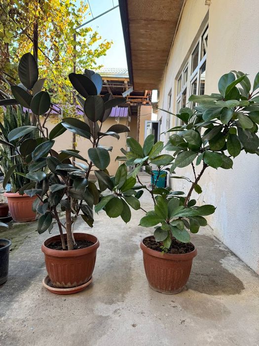 Xonaki gullar. Uy va ofislar uchun