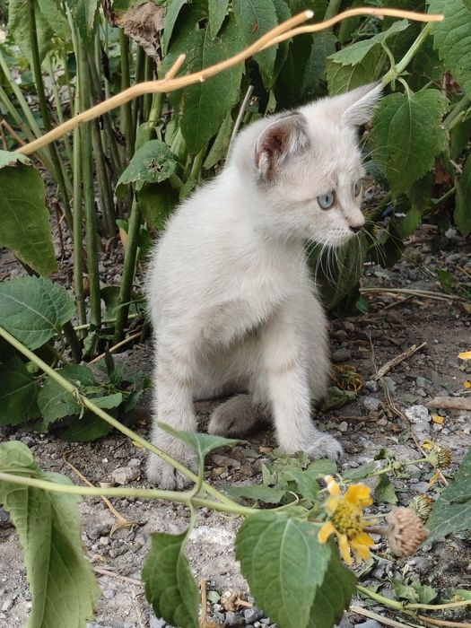 Отдам котят  в добрые руки