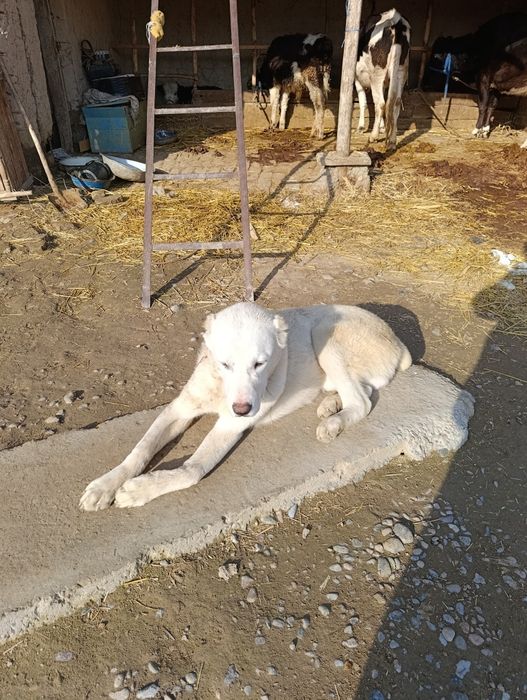 Азятский алабай 7 айлик