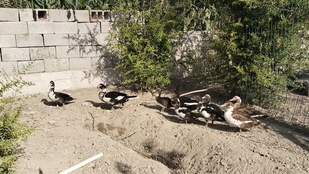 Indu utka  indiskiy oʻrdaklar sotiladi утка