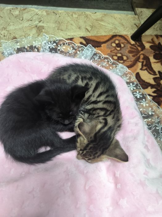 Котята бесплатно