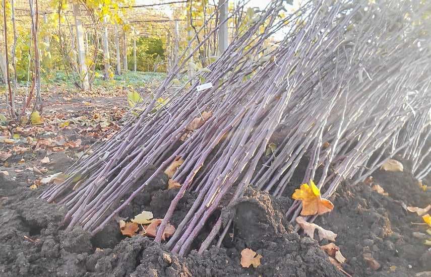 Саженцы любых видов и любой длины - оптом / Barcha turdagi ko'chatlar