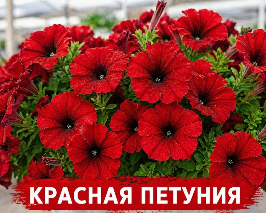 Петуний рассада!!!