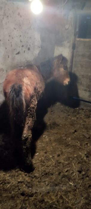 Продается тай еркек