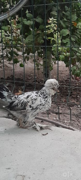 Японча жужа июлда очиб чиккан