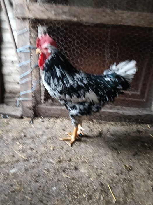 Pita pinta asturiana