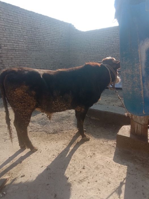 Бука сотилади соглом