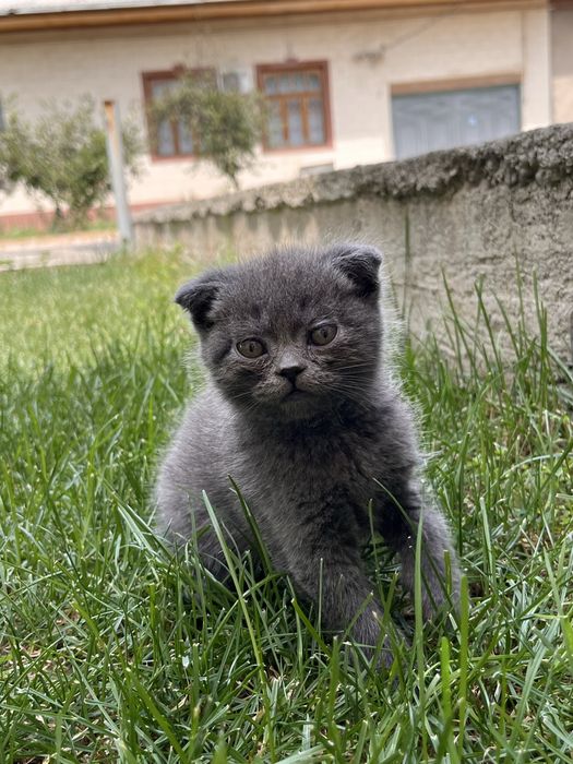 Шотландский котенок(девочка)