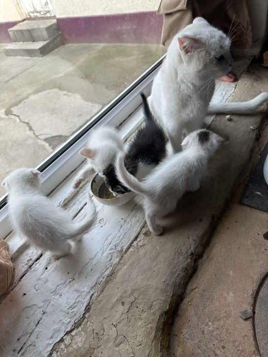 Котята породистые