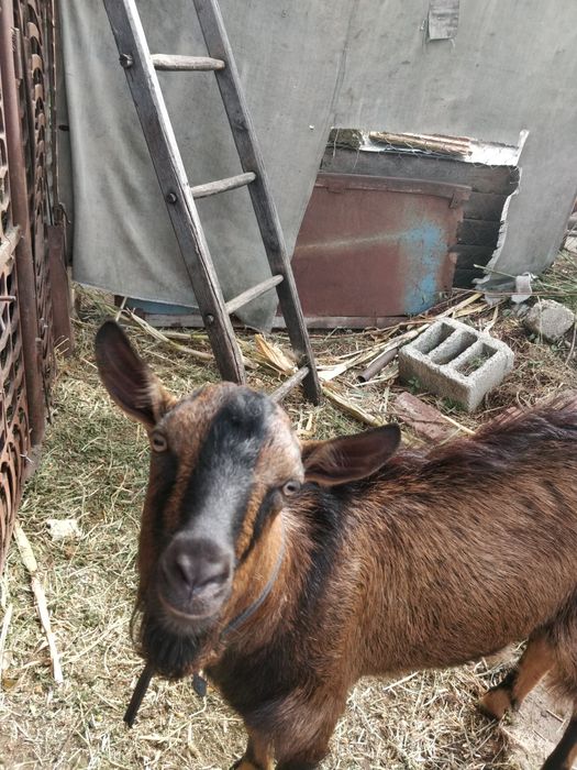 Țap alpin francez