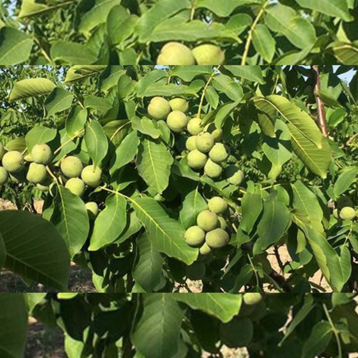 Vand pomi fructiferi altoit i și nici altoit i jupanesc anul 3