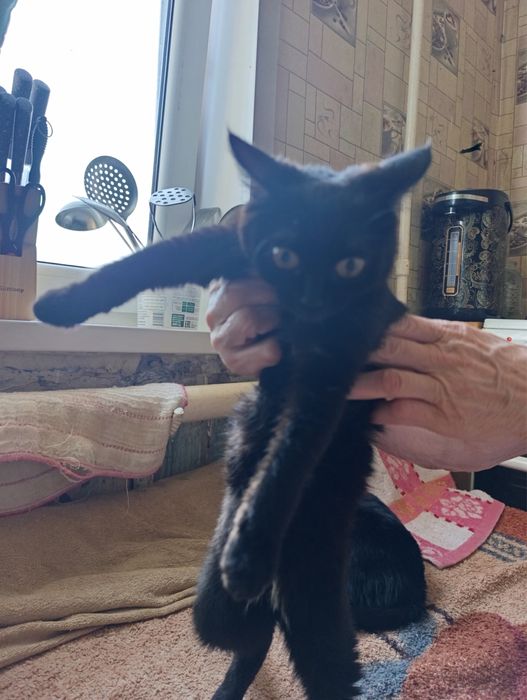 Отдам котят в добрые руки