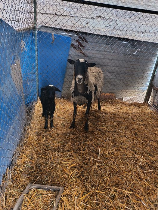 Рамановские бараны