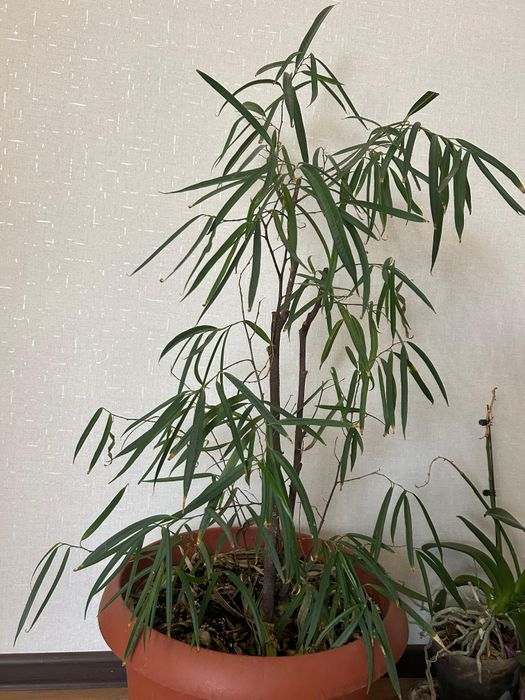 Продам цветы разные